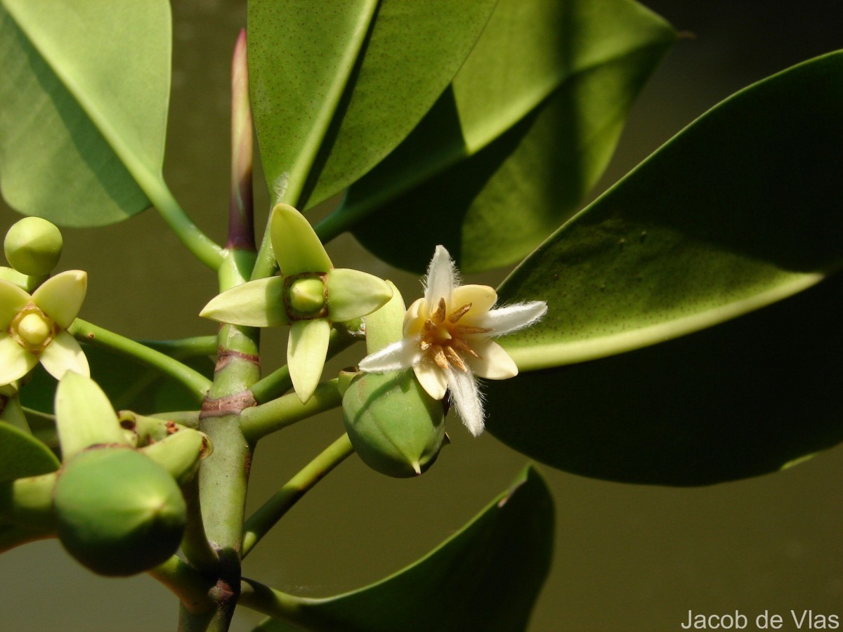 Rhizophora mucronata Poir.